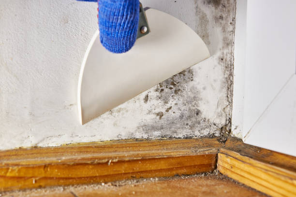Best Real Estate Mold Inspection  in La Plata, NM